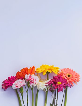 Flores de colores sobre fondo blanco. Fotografía hecha por Cely Cruz para el blog Vibra creativa de Cely Cruz.