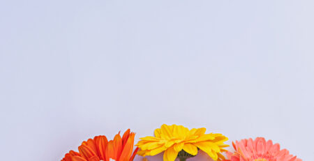 Flores de colores sobre fondo blanco. Fotografía hecha por Cely Cruz para el blog Vibra creativa de Cely Cruz.